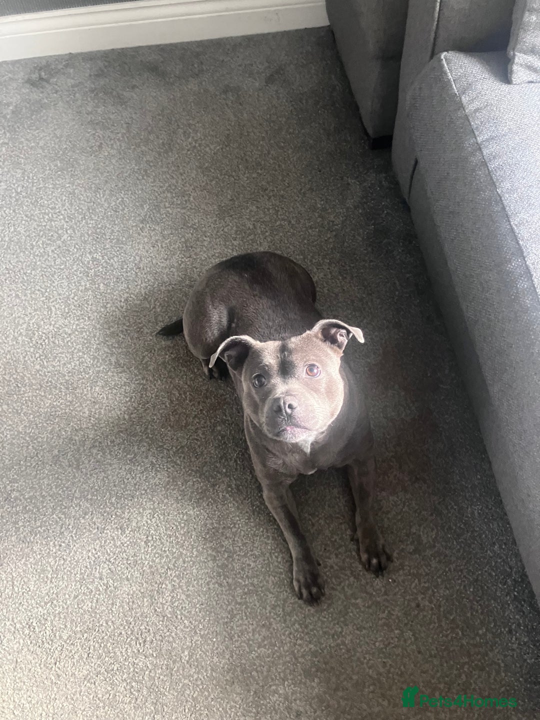 Staffordshire Bull Terrier dogs for sale: Female Staffordshire Bull Terrier  - Advert 3