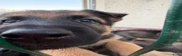 German Shepherd dogs for sale: Straight backed German shepherd’s  - Advert 8