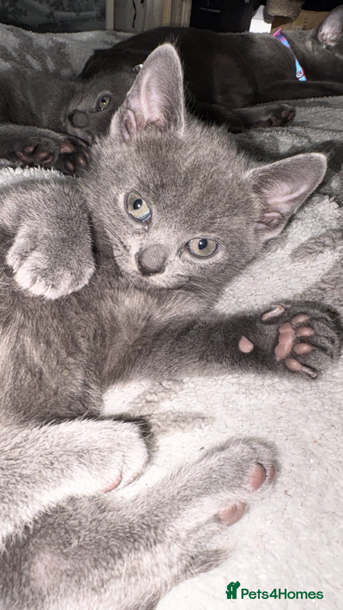 Russian Blue cats for sale: Blue Russian kittens - Advert 11