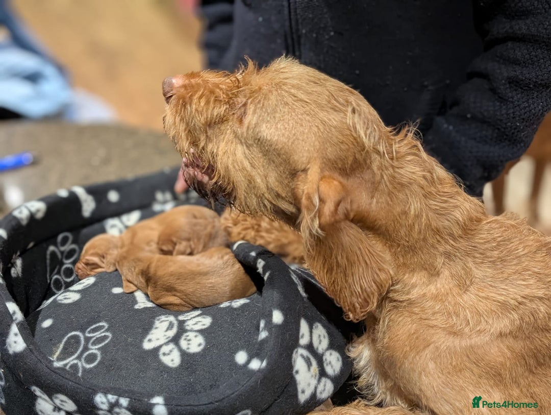 Hungarian Vizsla dogs for sale: Meet My Darling Sofie our Charming Girl  - Image 7