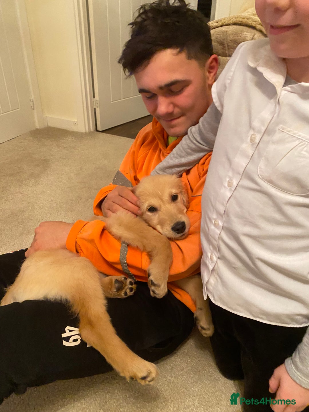 Golden Retriever dogs for sale: Arlo  - Advert 4