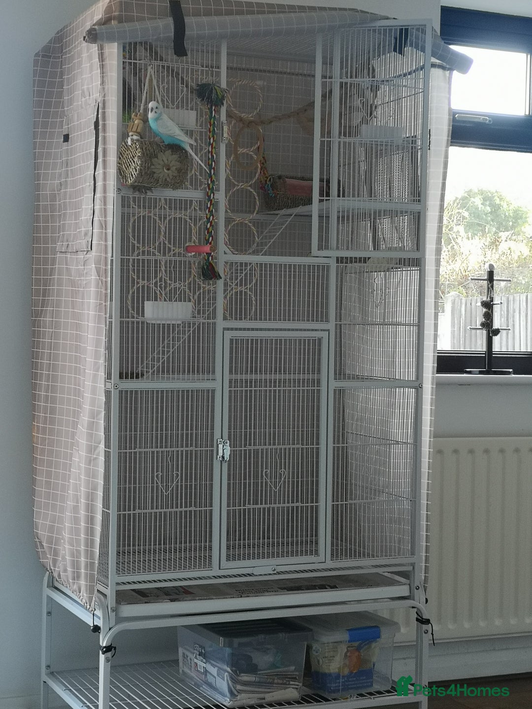 Budgerigars birds for sale: Budgerigars - one female one male - Advert 10