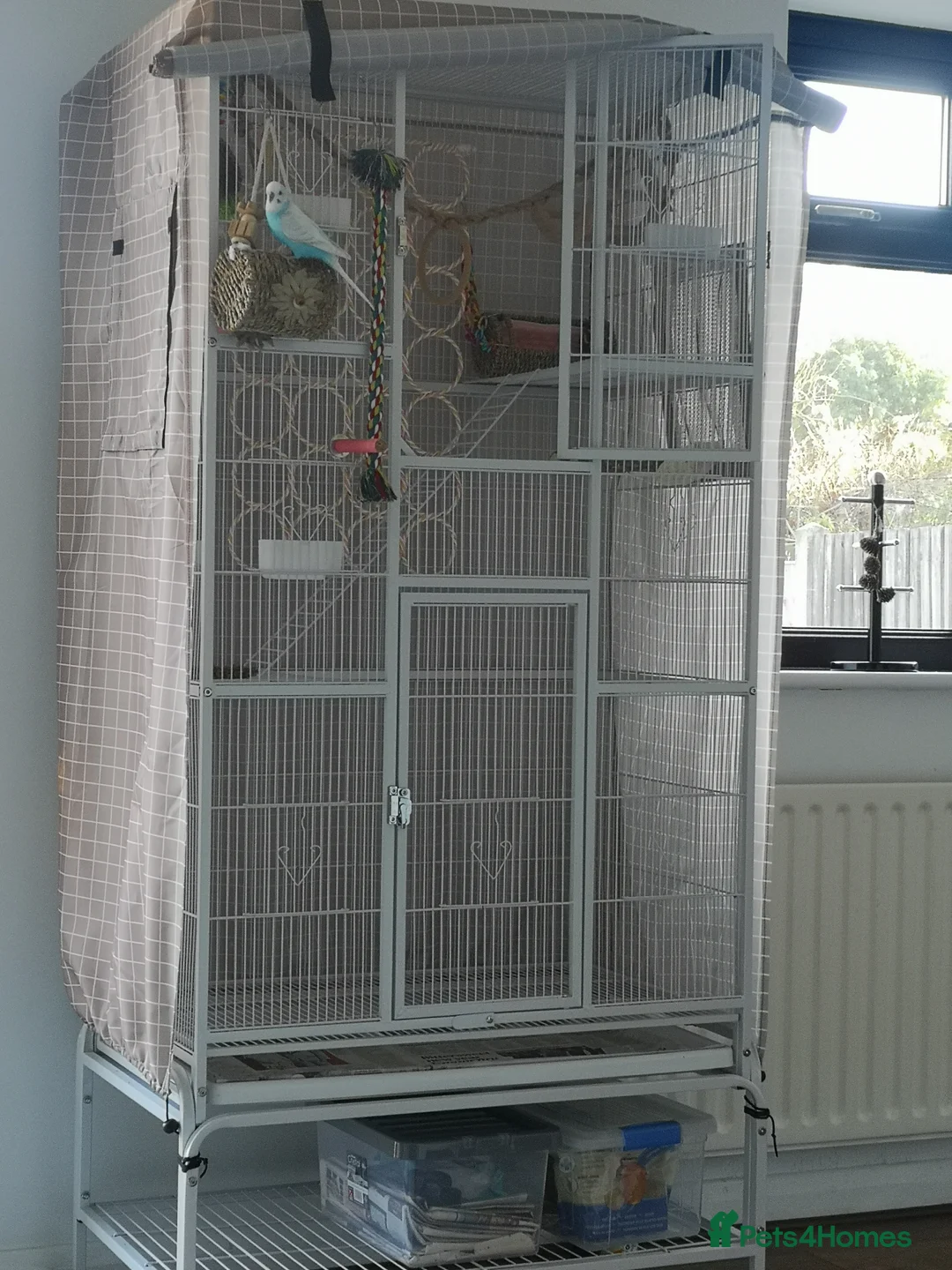 Budgerigars birds for sale: Budgerigars - one female one male - Advert 12