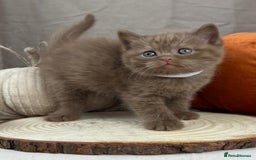 British Shorthair cats for sale: 5 Star - BSH Litter (Two Cinnamon, Fawn & Lilac) - Image 8