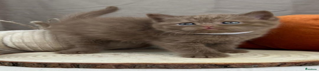 White Collar - Cinnamon Male