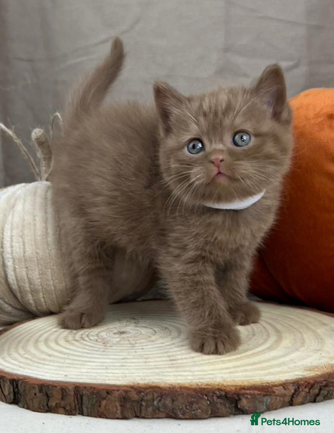 British Shorthair cats for sale: 5 Star - BSH Litter (Two Cinnamon, Fawn & Lilac) - Image 8