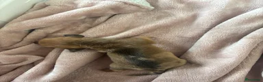 Miniature Dachshund 3