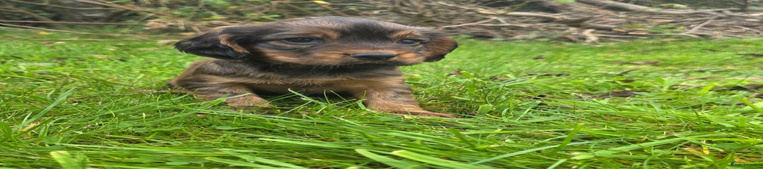 Cocker Spaniel Puppy 6