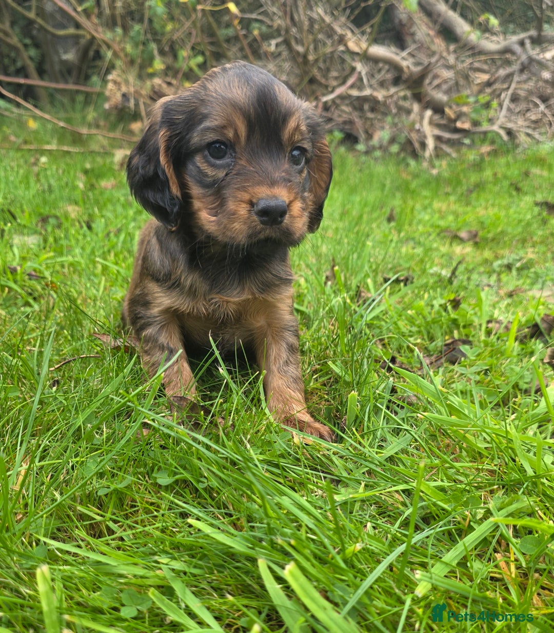 Cocker Spaniel dogs for sale: WORKING COCKER SPANIELS ..DNA CLEAR - Image 19