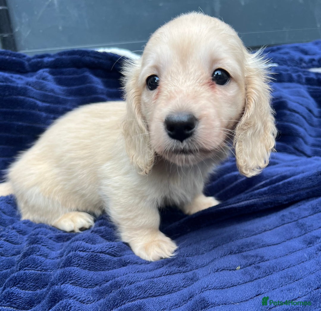 Miniature Dachshund dogs for sale: Gorgeous KC reg English Creams  - Image 4