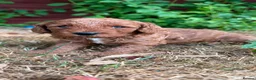 Cockapoo dogs for sale: Beautiful red cockapoo puppies  in Yeovil - Advert 5