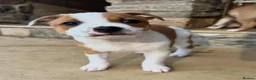 Staffordshire Bull Terrier dogs for sale: Beautiful Staffordshire Bull Terrier Puppies 🐾 in Richmond - Advert 9