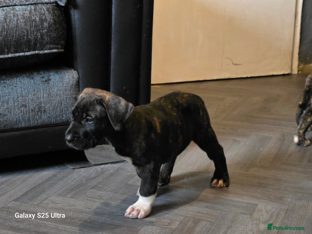 Mixed Breed dogs for sale: Presa Canario X Borboel Puppies  - Image 3