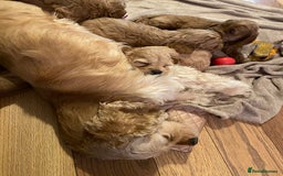 Cockapoo dogs for sale: Yankee doodles cockapoos  - Advert 3