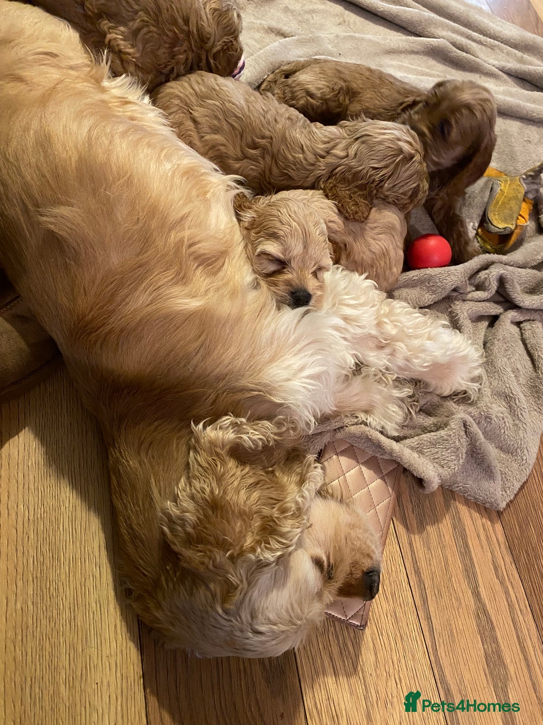 Cockapoo dogs for sale: Yankee doodles cockapoos  - Advert 3