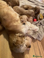 Cockapoo dogs Yankee doodles cockapoos - Advert 1