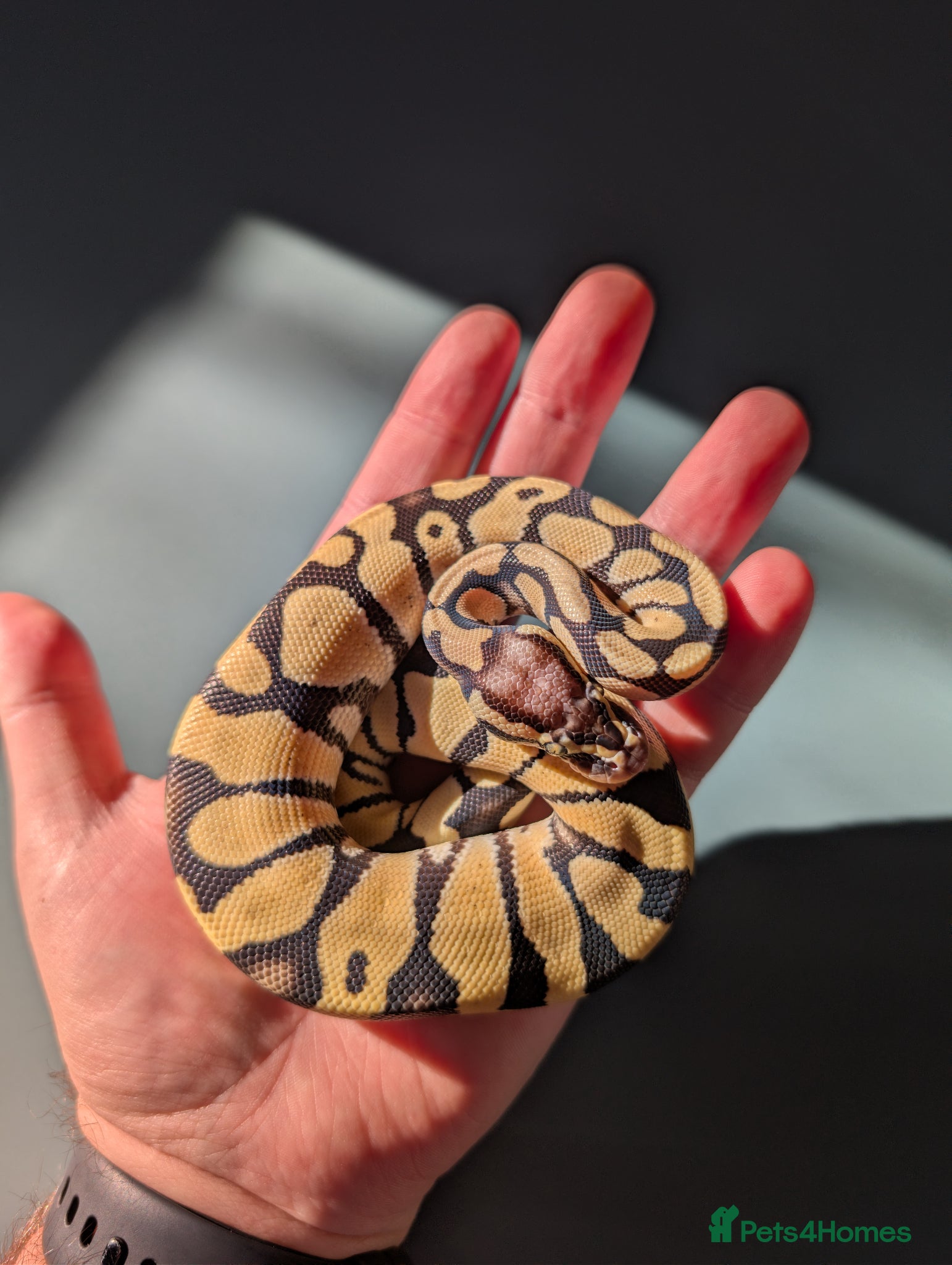 Python Snake reptiles Pastel Desert Ghost  - Advert 2