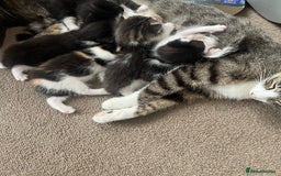 Mixed Breed cats for sale: CLEMMIE’S CUTIES  - Image 19