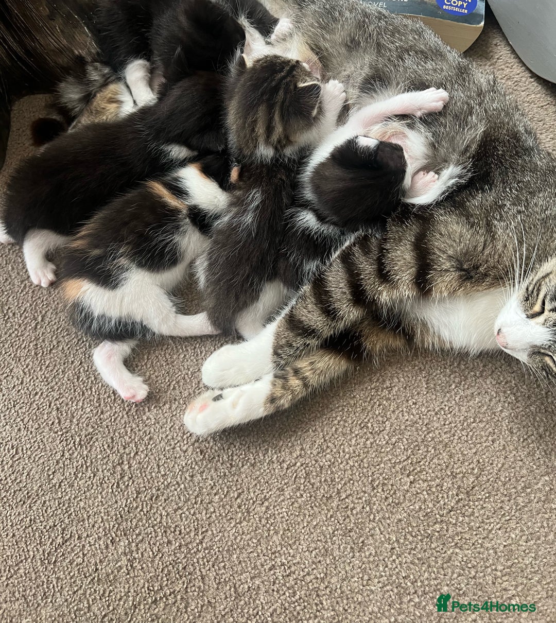 Mixed Breed cats for sale: CLEMMIE’S CUTIES  - Image 19
