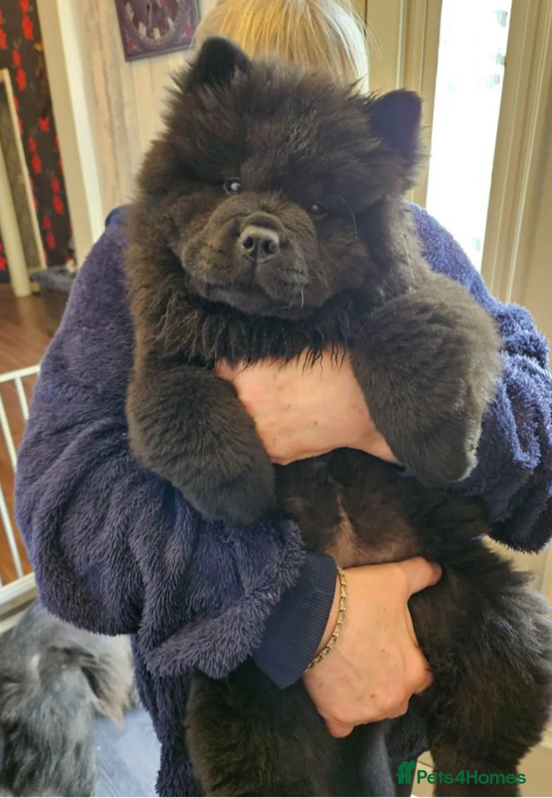 Chow Chow dogs for stud: TOP QUALITY CHOW CHOW FOR STUD in Sunderland - Advert 3