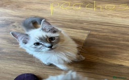 Ragdoll cats for sale: Ragdoll kittens - Image 10