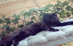 Norwegian Forest Cat cats for sale: Male Russian blue mix norwegian forest  - Image 2