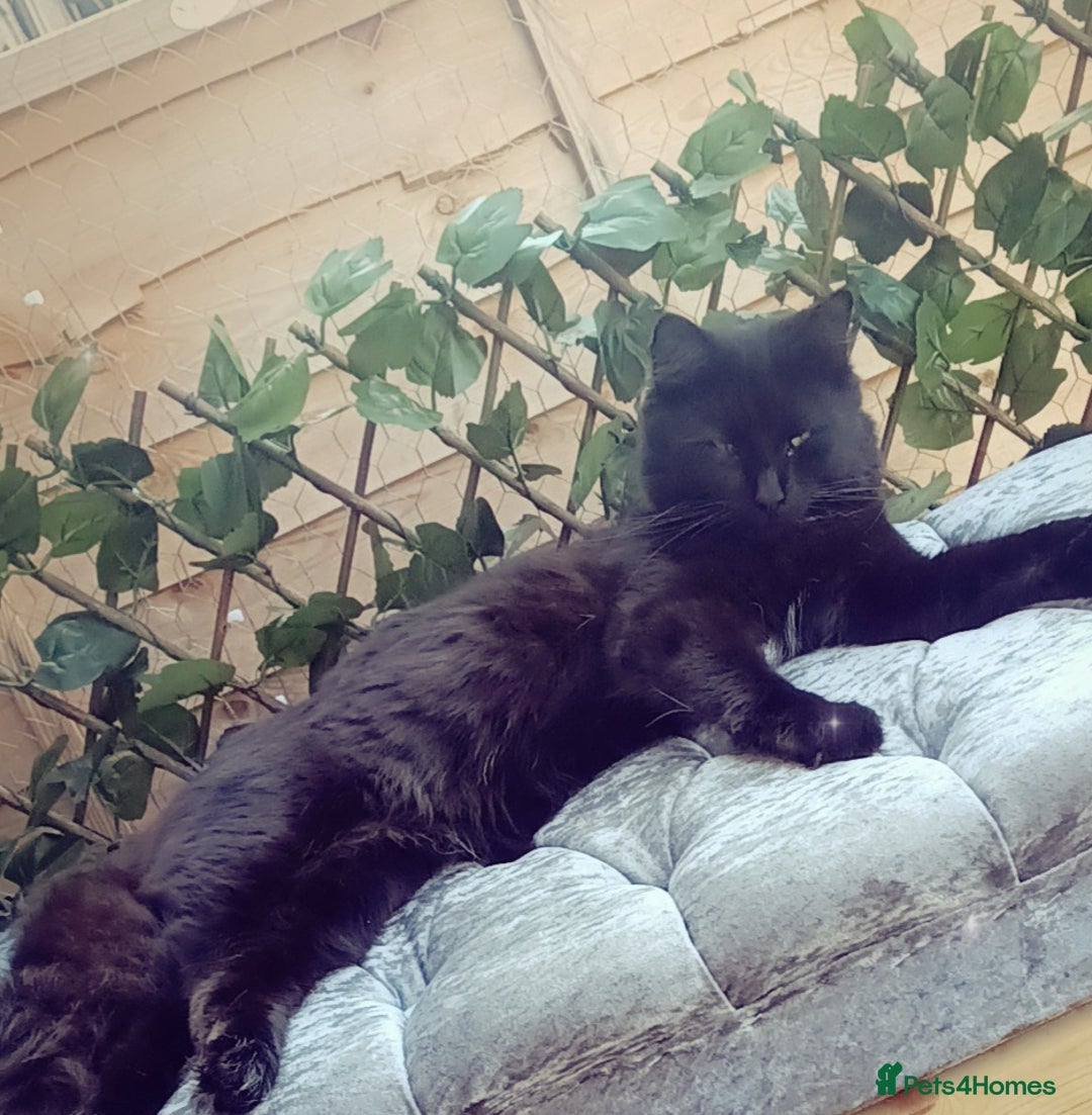 Norwegian Forest Cat cats for sale: Male Russian blue mix norwegian forest  - Image 2
