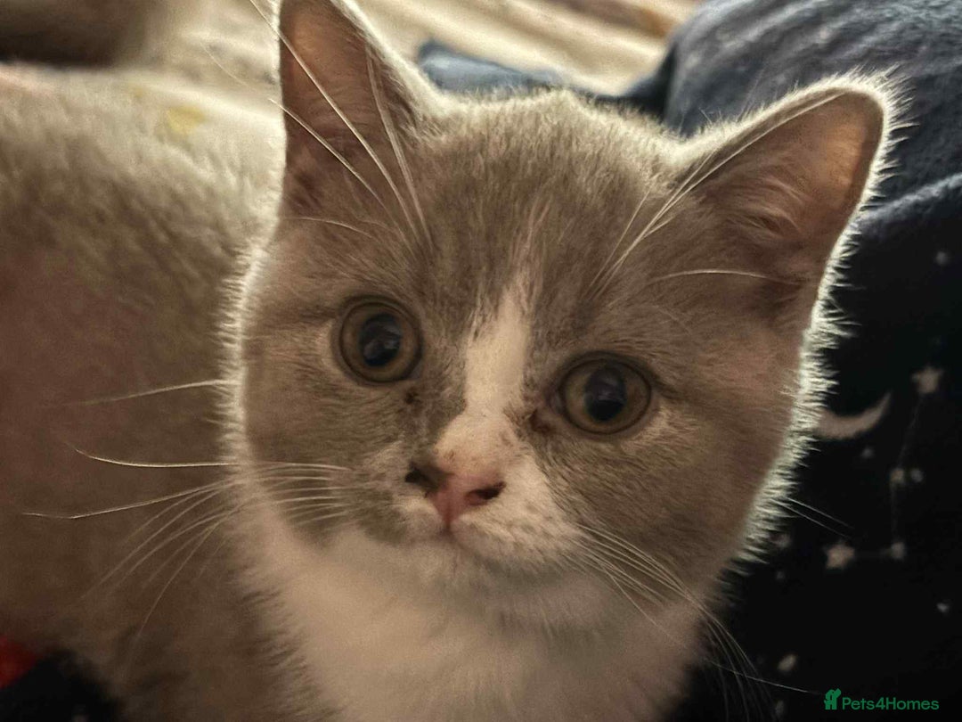 British Shorthair cats for sale: British short hair boy still available - Image 20