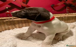 German Shorthaired Pointer dogs for sale: ⭐ 6 adorable German shorthaired pointer puppies ⭐️ - Advert 16