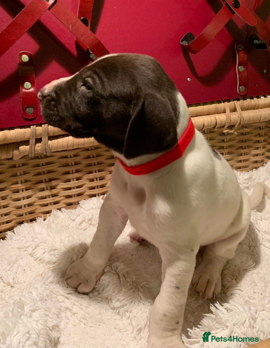 German Shorthaired Pointer dogs for sale: ⭐ 6 adorable German shorthaired pointer puppies ⭐️ - Advert 16