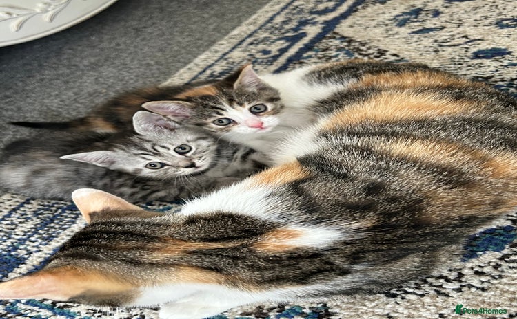 Mixed Breed cats - Advert 14