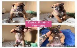 Belgian Shepherd Dog dogs for sale: Belgian Malinois puppies🐾 - Image 8