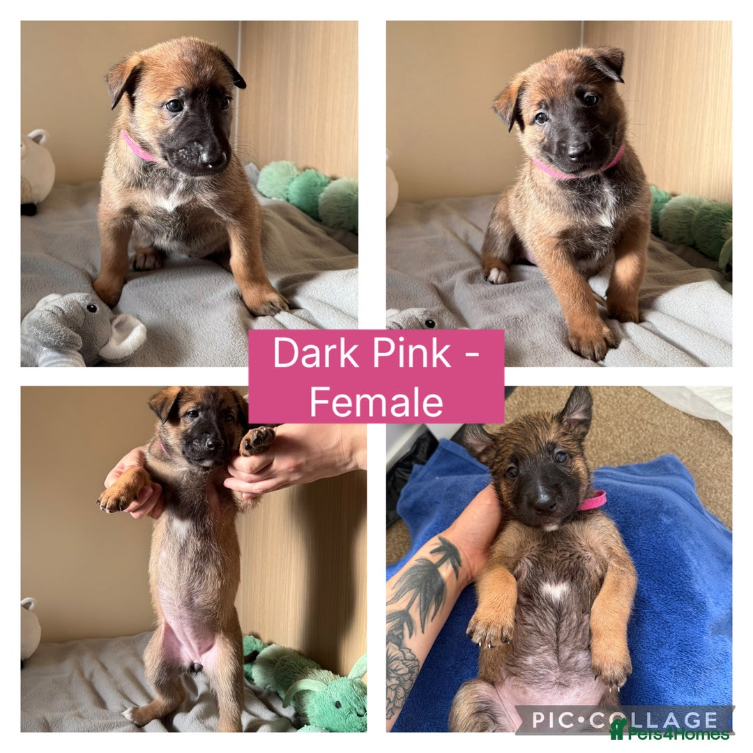 Belgian Shepherd Dog dogs for sale: Belgian Malinois puppies🐾 - Image 8