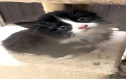 Mixed Breed cats for sale: Gorgeous Part Siberian cross British shorthair  - Image 8