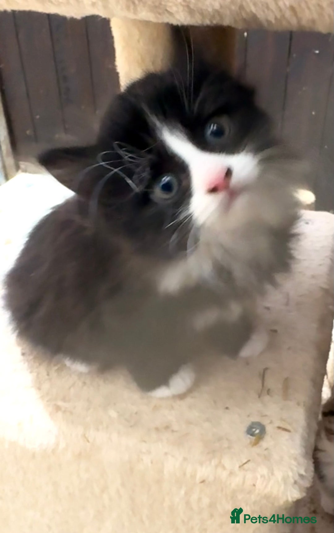 Mixed Breed cats for sale: Gorgeous Part Siberian cross British shorthair  - Image 8