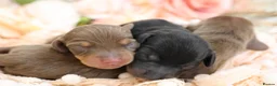 Miniature Dachshund dogs for sale: KC Registered Miniature Dachshund Puppies - Advert 8