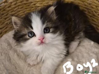 Persian cats Persian kittens 1 male and 1 female - Advert 1