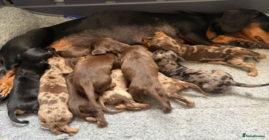 Miniature Dachshund dogs - Advert 5