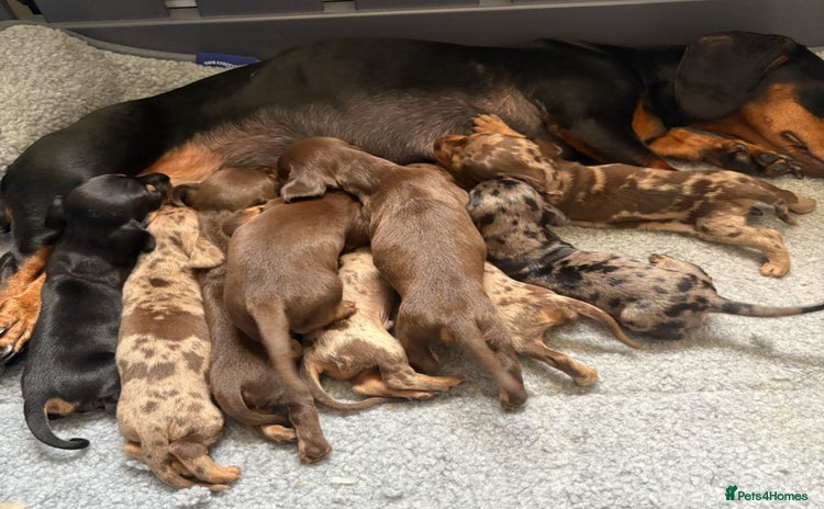 Miniature Dachshund dogs - Advert 10