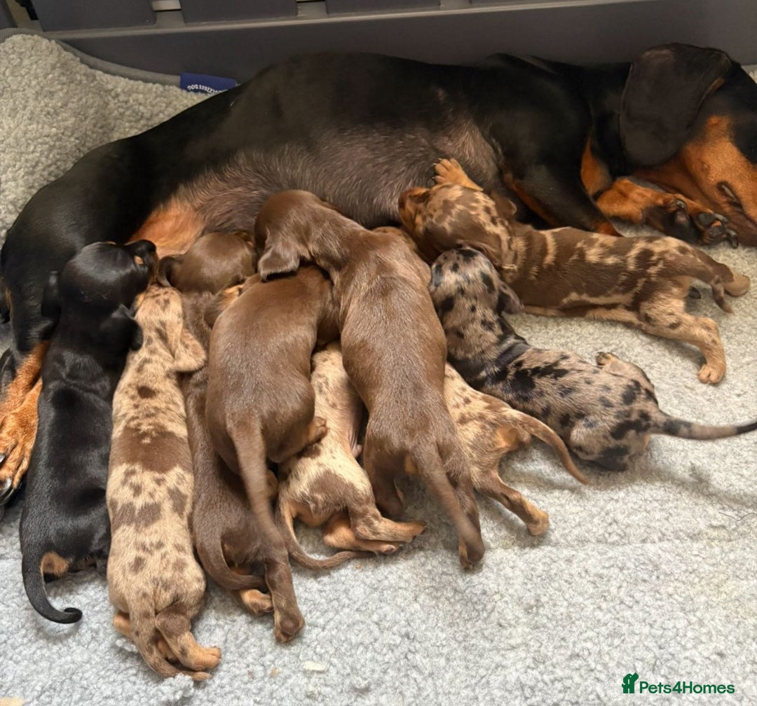 Miniature Dachshund dogs for sale: True miniature smooth coat dachshund puppies  - Image 2