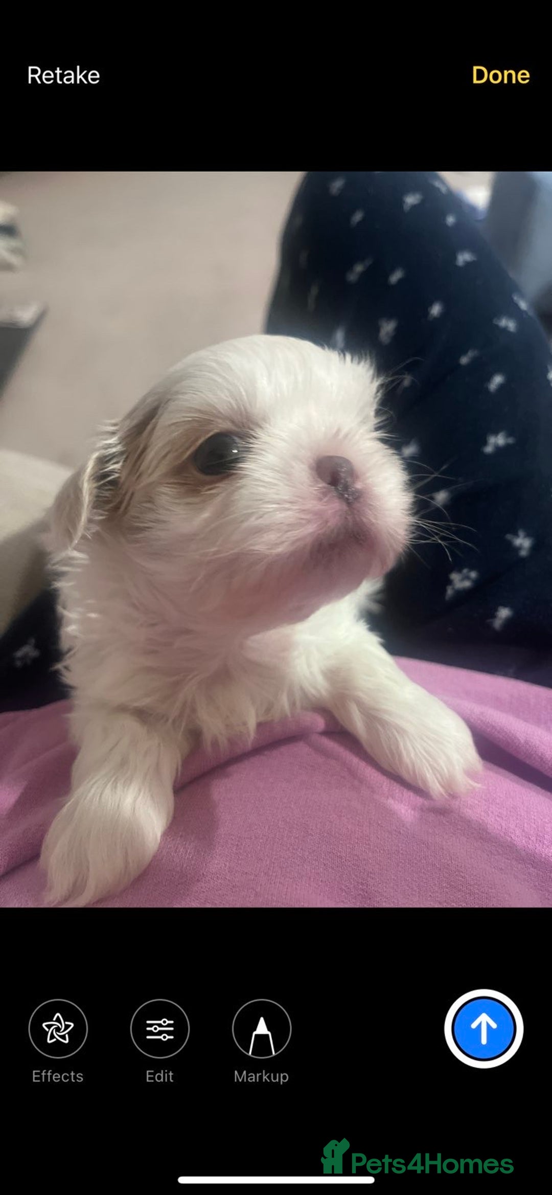 Shih Tzu dogs for sale: Imperial Shih-Tzu Puppies - Advert 4
