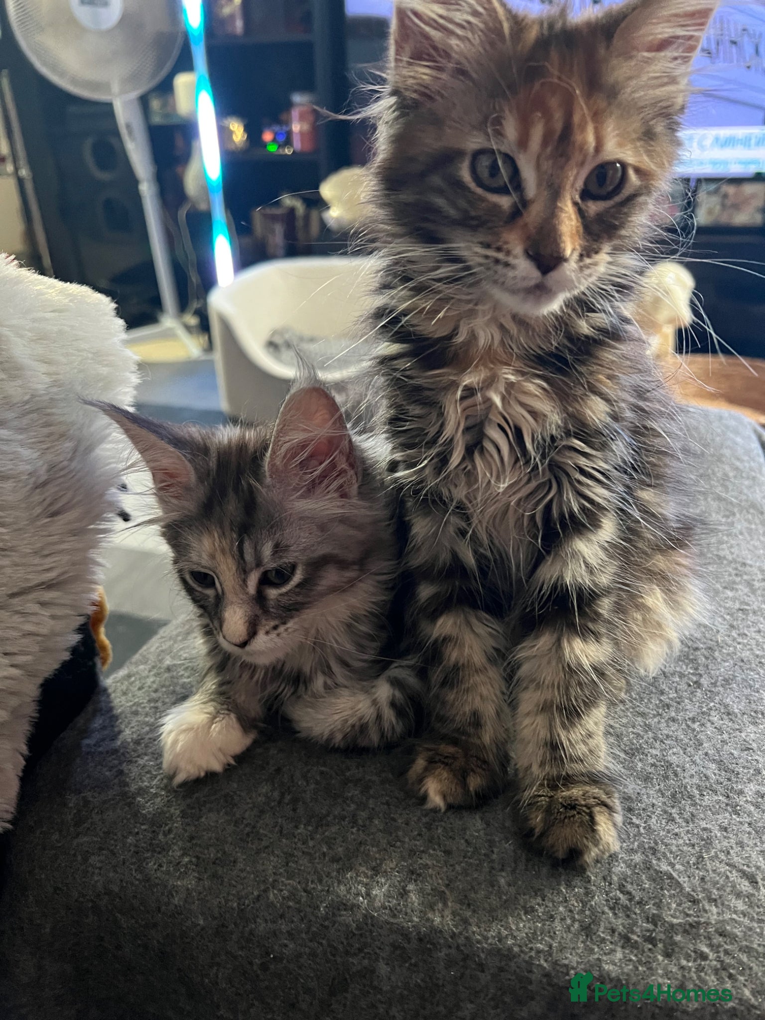 Maine Coon cats for sale: Last two girls.Reduced price.MC kittens  - Advert 19