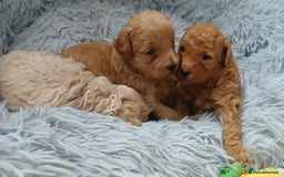Maltipoo dogs for sale: Malitpoo  puppies  for sale in Canterbury - Image 19
