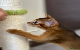Abyssinian cats for sale: Pure Abyssinian kittens 💝 - Image 3