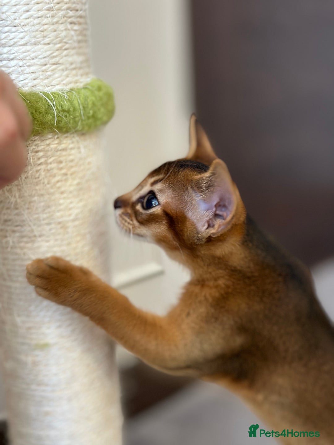 Abyssinian cats for sale: Pure Abyssinian kittens 💝 - Image 3