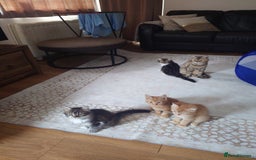 Persian cats for sale: Persian kittens: 2 girls and 1 boy (£230 each) - Image 20