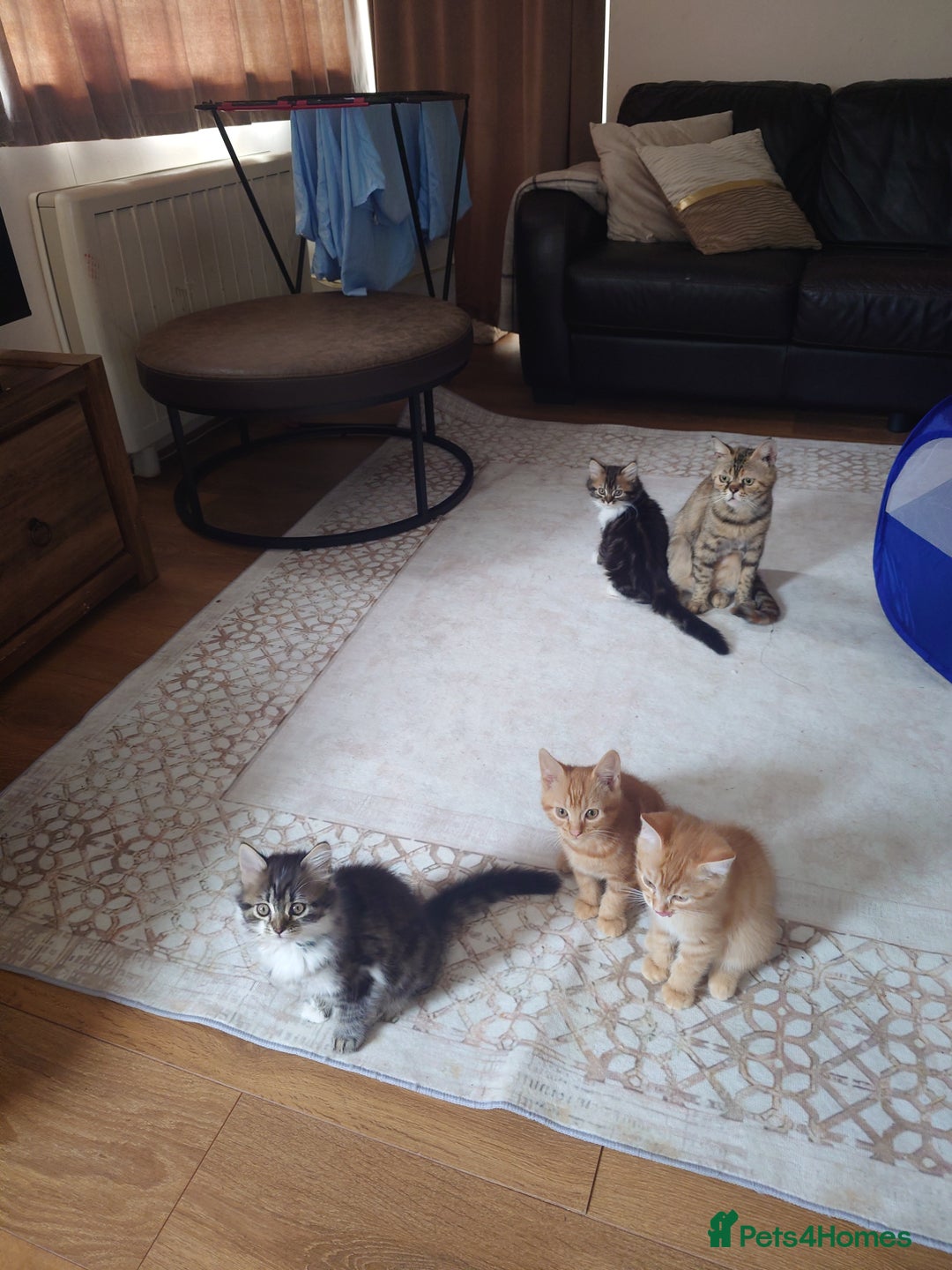 Persian cats for sale: Persian kittens: 2 girls and 1 boy (£230 each) - Image 20