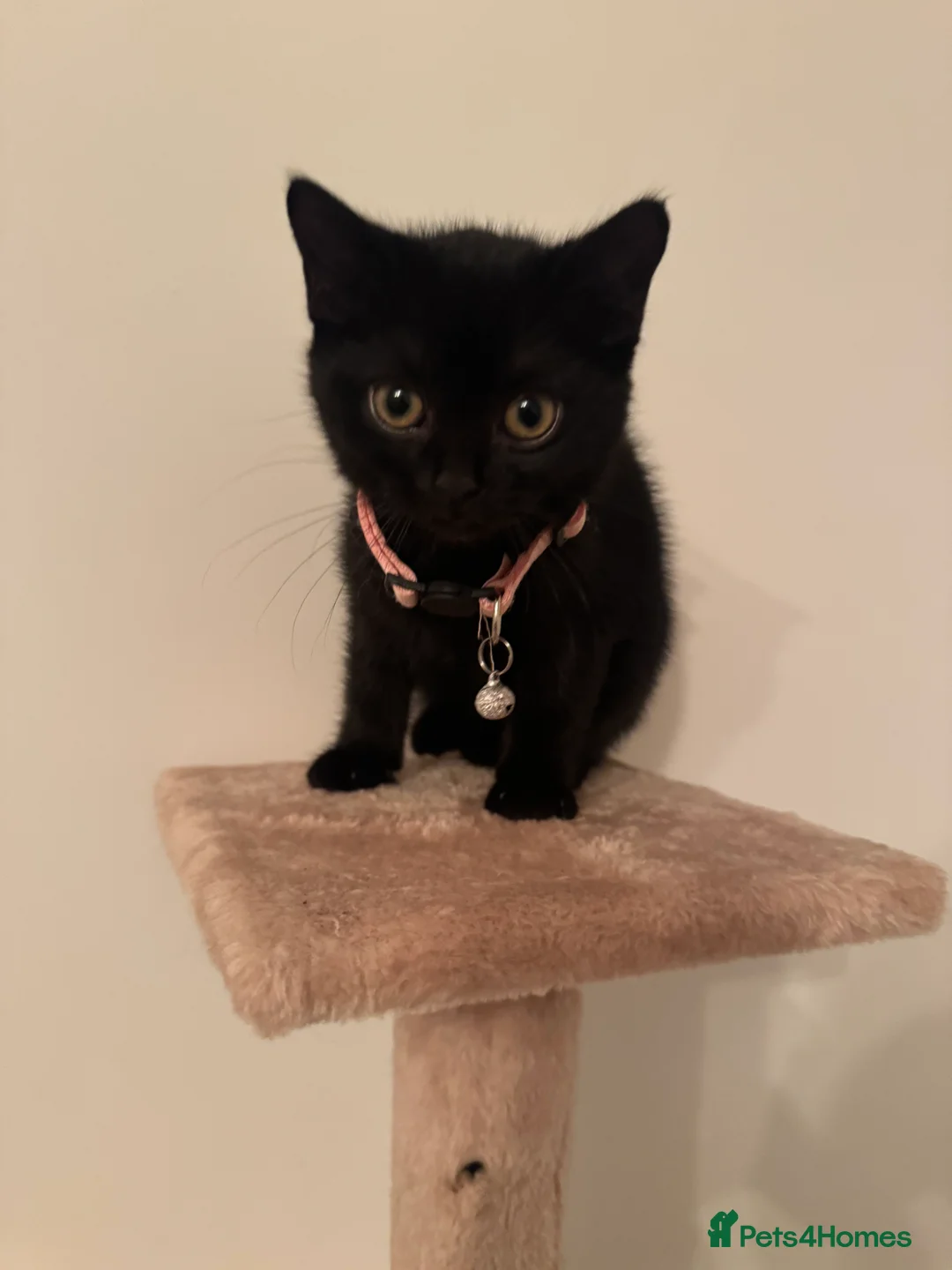 British Shorthair cats for sale: Adorable  - Advert 2