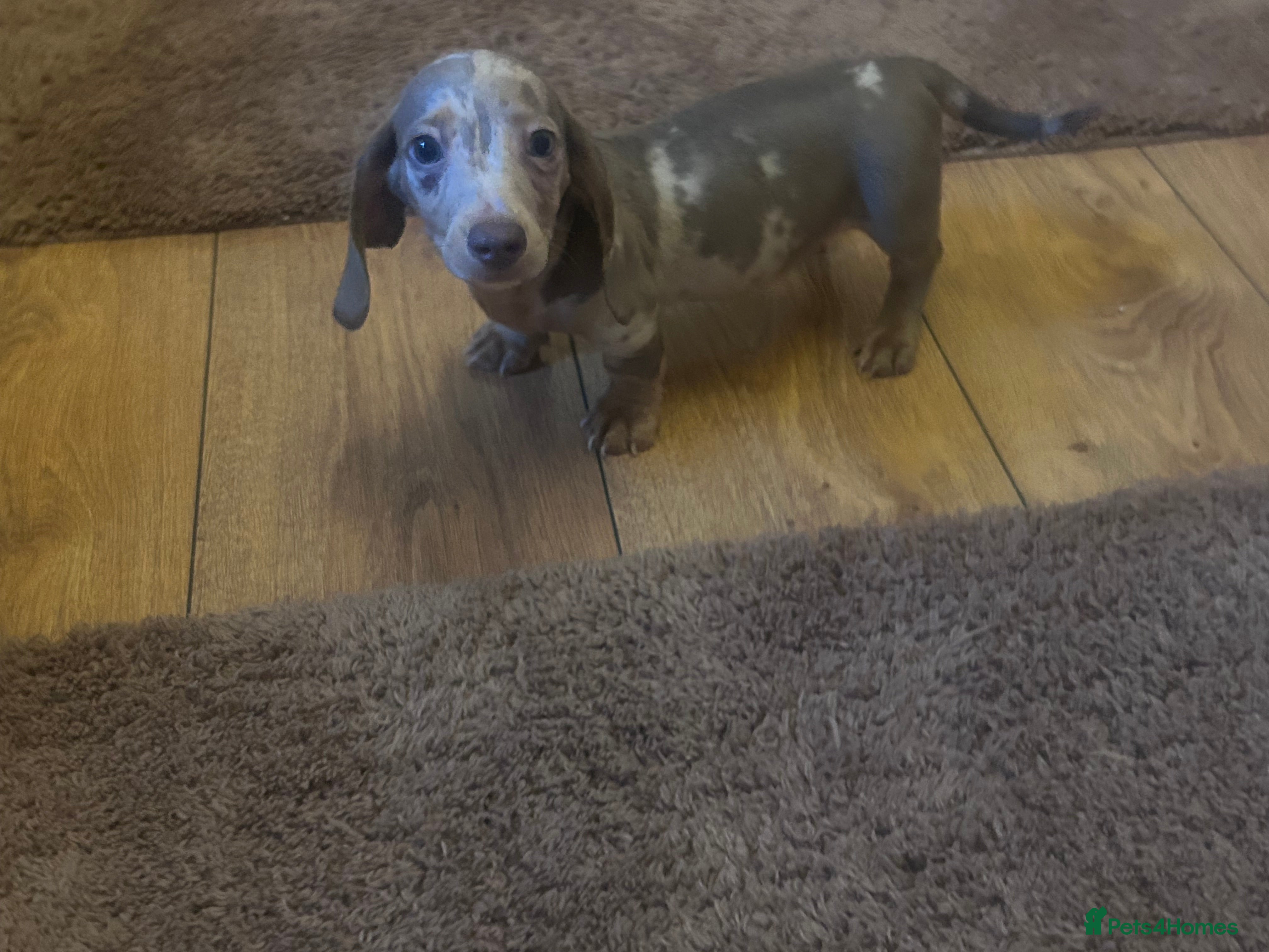 Miniature Dachshund dogs Puppy’s available to collect now  - Advert 2