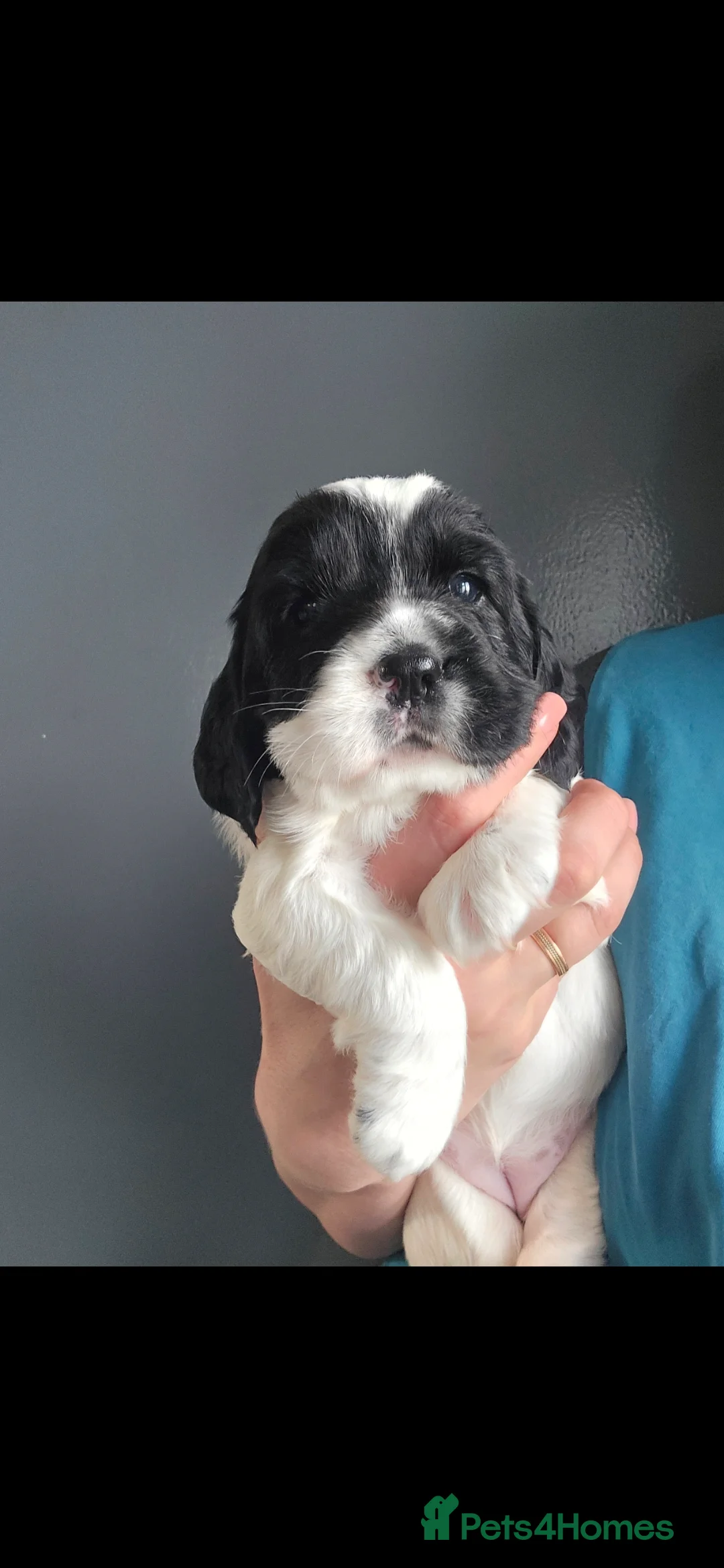 English Springer Spaniel dogs for sale: Health Tested KS English Springer Spaniel puppies  - Advert 23